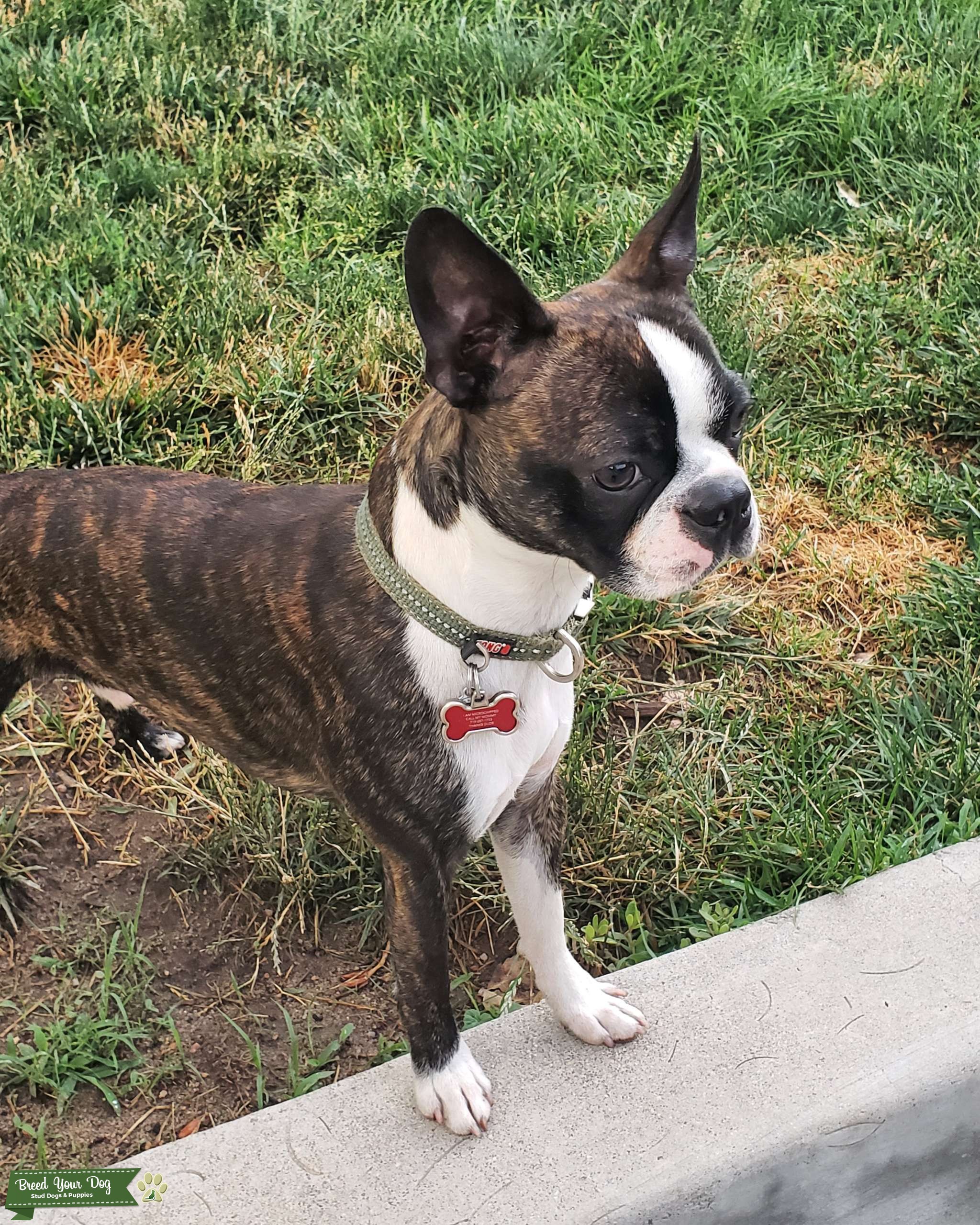 Full AKC Male Boston Terrier Stud Dog in Colorado Springs, the United