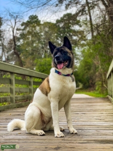 White/Brown with Black Face American Akita Listing Image