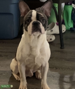 French bulldog pied brindle Listing Image