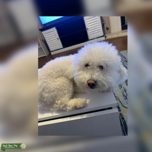 creamy white color maltipoo Listing Image