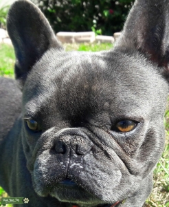 Blue brindle Frenchie stud Listing Image