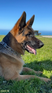 Full breed with paperwork.  Listing Image