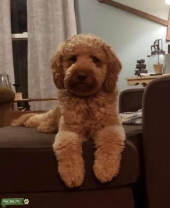 F1b Mini Goldendoodle Listing Image