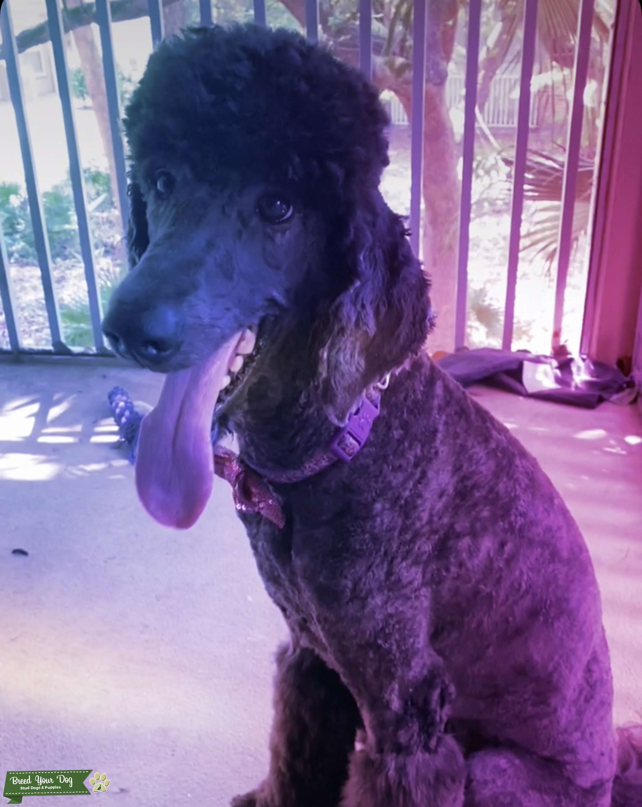 Standard poodle Stud Dog in Florida, United States Breed Your Dog