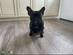 Black Brindle Stud Listing Image