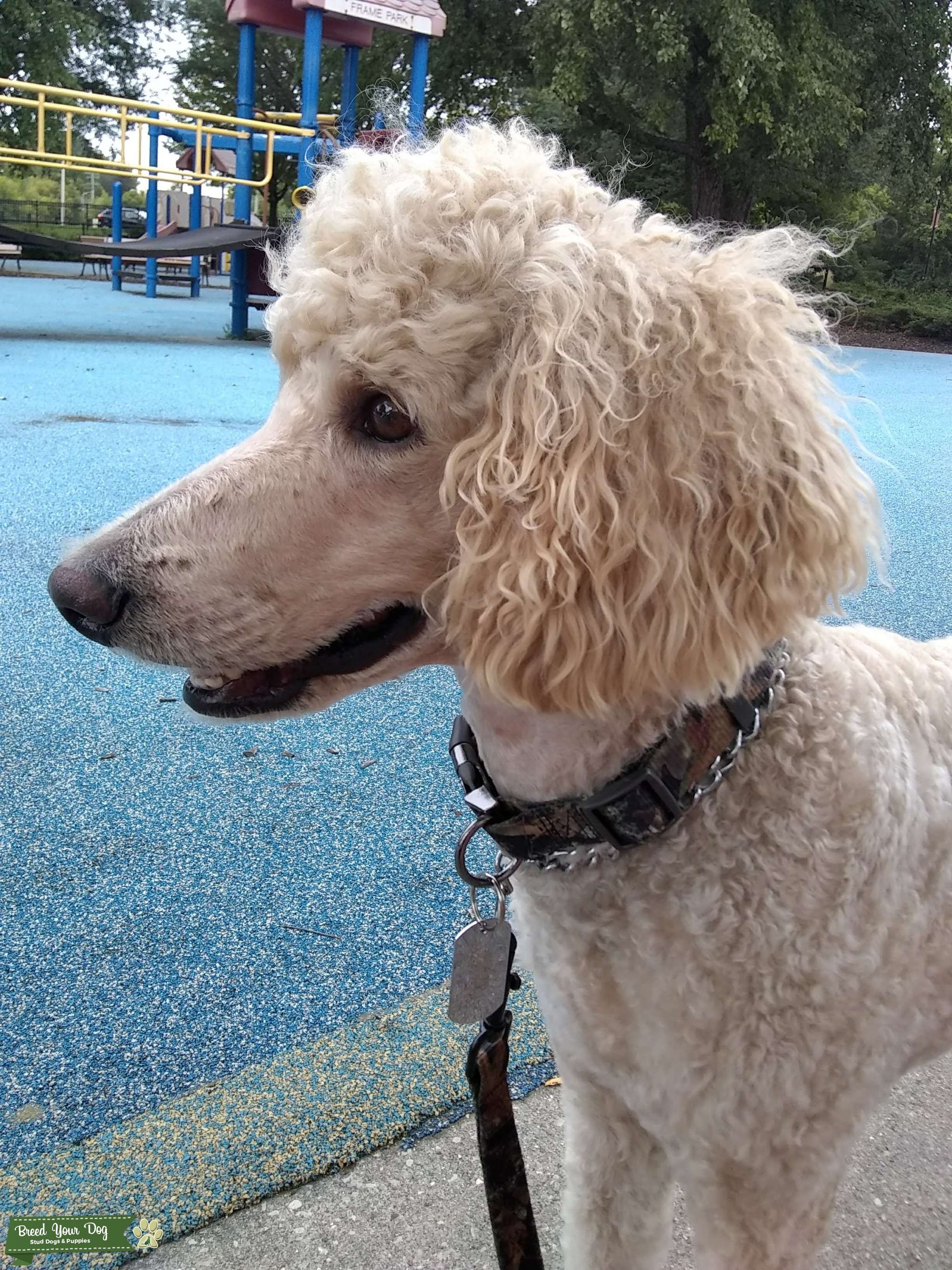 Handsome experienced Standard Poodle stud Stud Dog WI Breed Your Dog