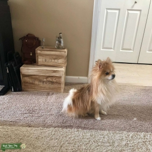 Pom Stud Listing Image