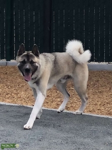 White, gray, and black Akita  Listing Image
