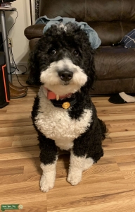 Black and white Bernedoodle Listing Image