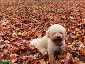 Mini Goldendoodle looking for love Listing Image