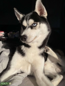 Siberian Husky Stud Listing Image
