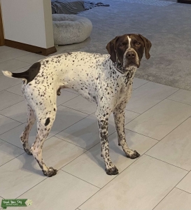 German Shorthair Pointer Listing Image