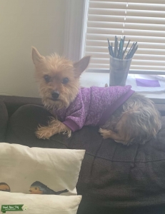 Yorkie Listing Image