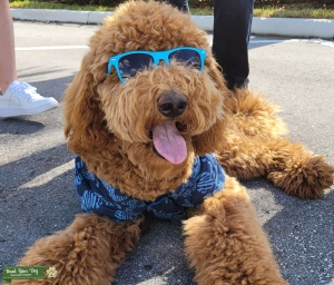 Standar Goldendoodle. Listing Image
