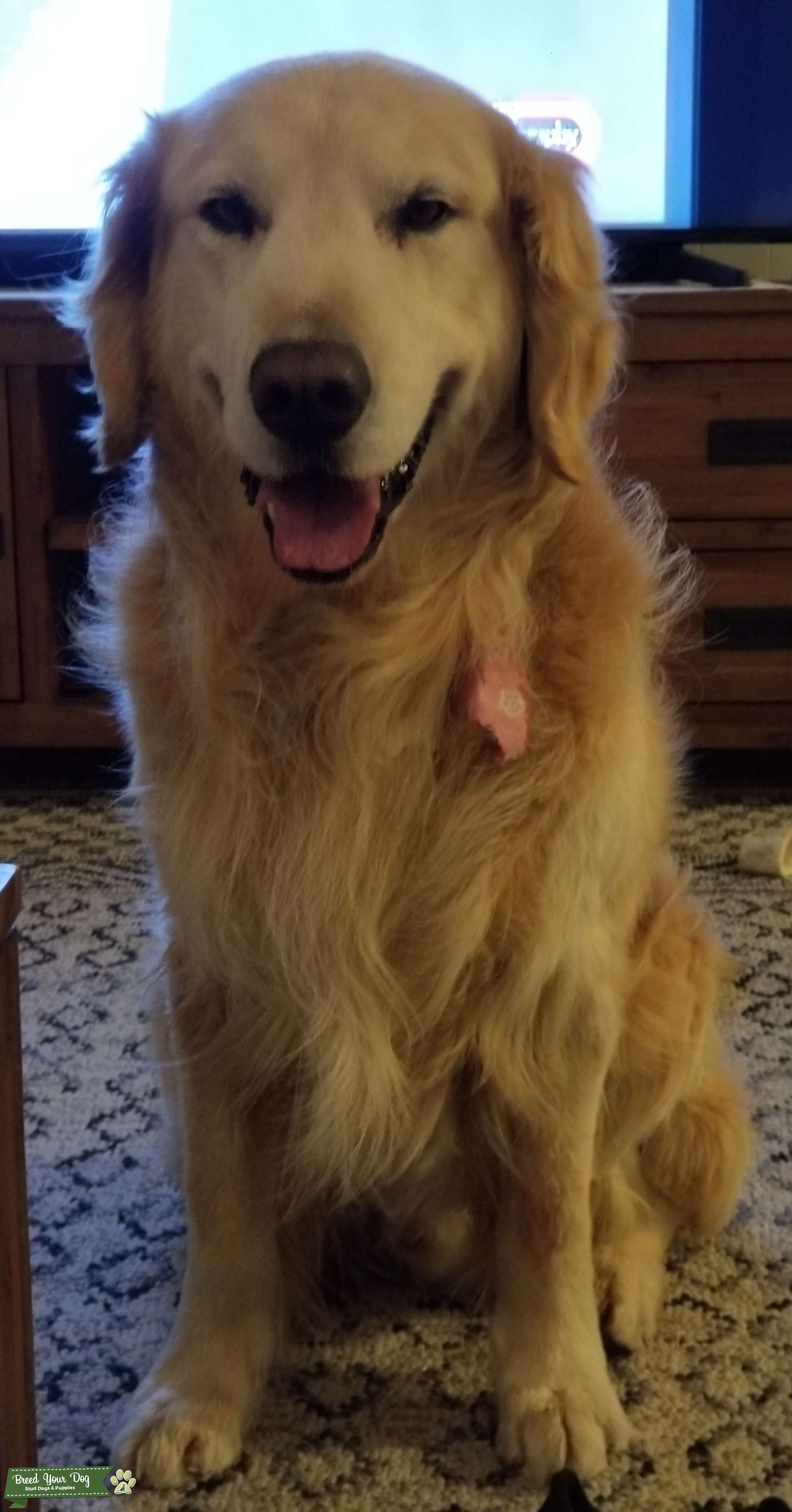 Golden Retriever Stud Stud Dog California Breed Your Dog