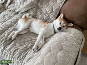 Shiba Inu looking for a female dog to breed with. Listing Image