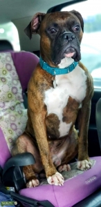 Boxer - Handsome Stud Listing Image