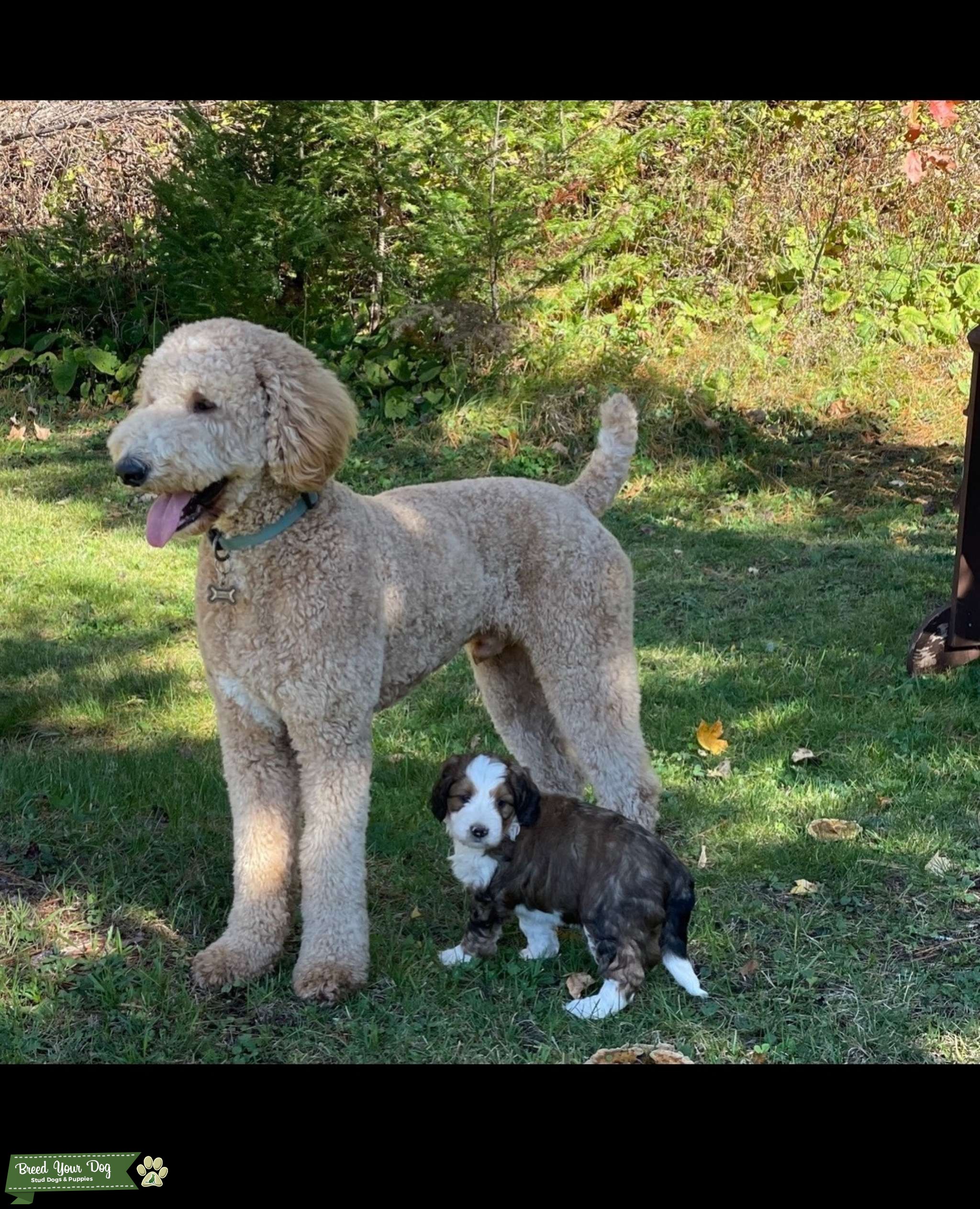 Standard Poodle Stud Stud Dog ontario Breed Your Dog