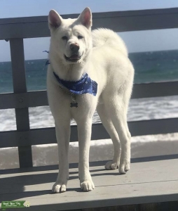 White Akita Stud Listing Image