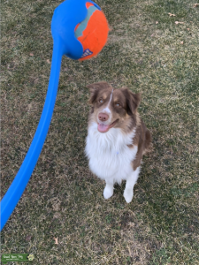 Australian Sheppard Stud Listing Image