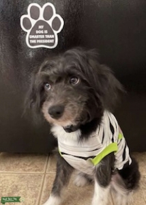 (Dice) AKC Miniature Aussie Doodle Listing Image