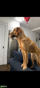 Handsome Stud Listing Image