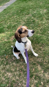 Beagle Listing Image