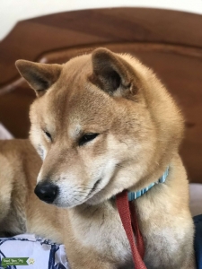 KC registered  Japanese Shiba inu boy for stud  Listing Image