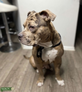 Merle Bully Stud Listing Image
