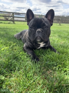 French bulldog stud Listing Image