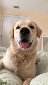 Golden Retriever in Denver ready to breed Listing Image