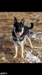 Favor before service dog training Listing Image