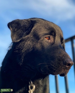 Black GSD Newfie Stud Listing Image