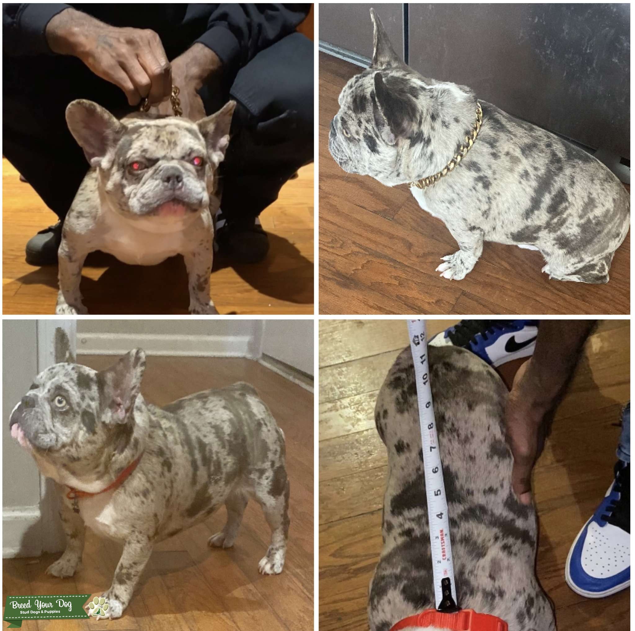 COMPACT STUD READY FOR SERVICE Stud Dog in Atlanta, Ga , the United