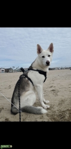Beautiful German Shepard Husky  Listing Image