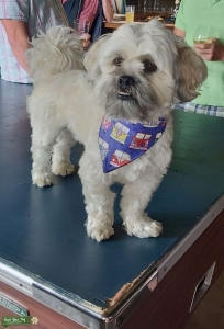 White and honey lhasa apso Listing Image