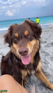 Male Australian shepherd Listing Image