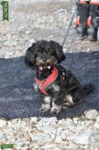 Yorkie Poodle looking for love❤️ Listing Image