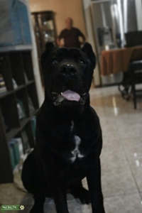 Female Cane Corso looking for stud Listing Image