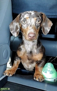 Female Miniature Dachshund Searching for a Stud  Listing Image