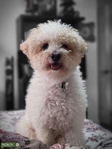 Looking for Goldendoodle/Maltipoo/Bitcoin fries Listing Image