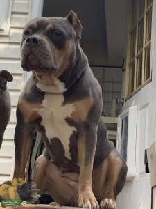 Looking for stud for american bully  Listing Image