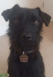 Handsome Black Patterdale available for stud Listing Image