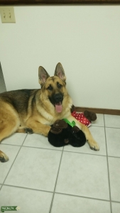German Shepherd  Listing Image