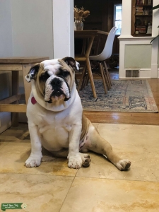 English Bulldog stud available  Listing Image