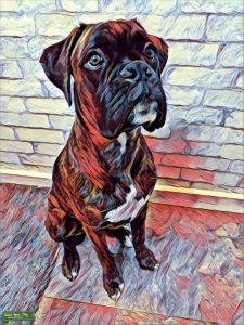 Handsome Brindle Listing Image