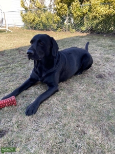 Black Lab Stud Listing Image