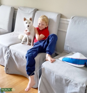 AKC Cream white shiba inu Listing Image