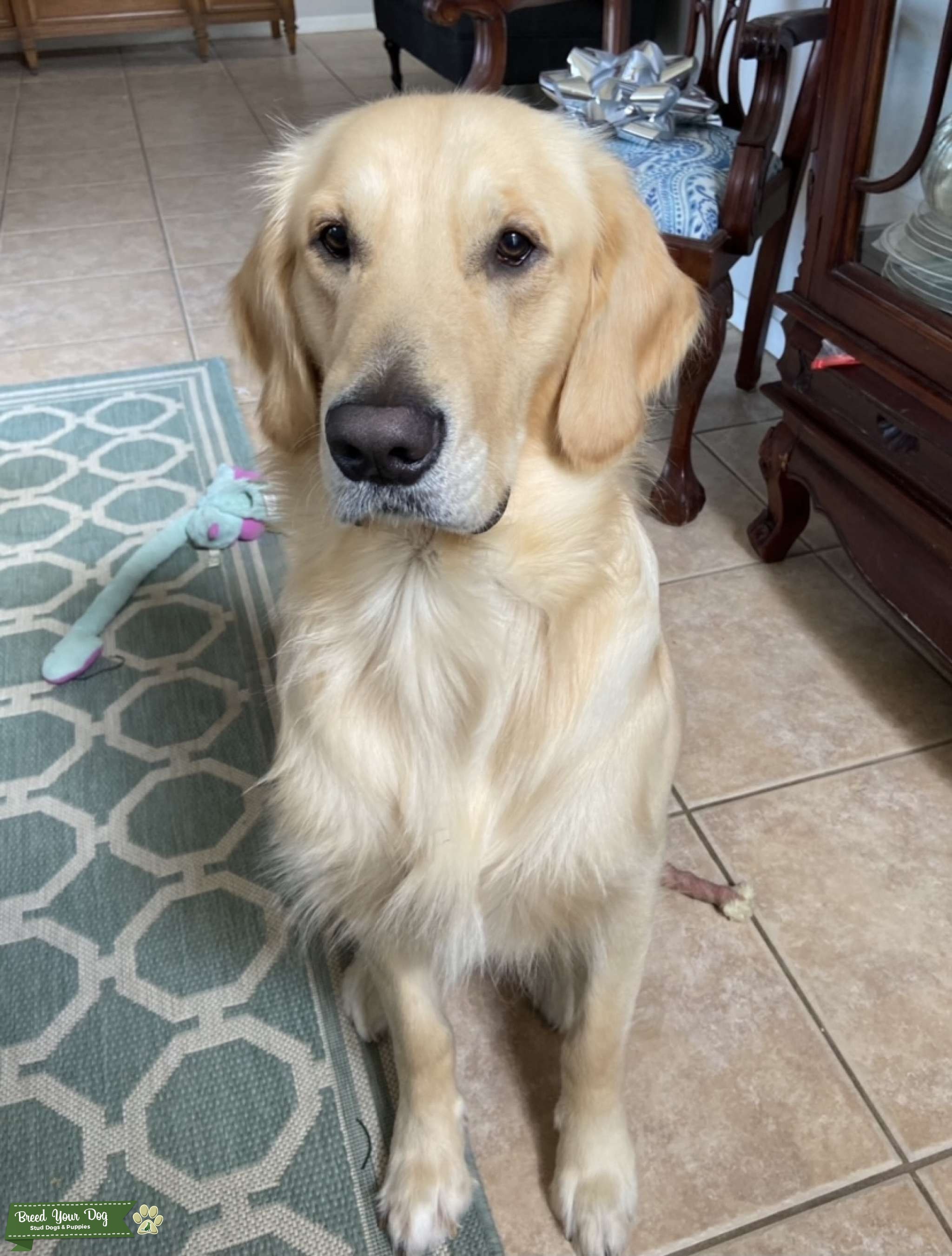 CKC Registered Golden Retriever Stud Stud Dog South Carolina Breed