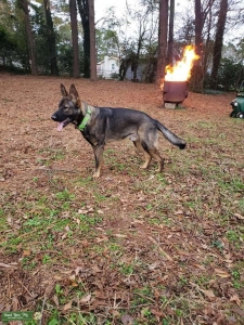 Akc german shepherd Listing Image